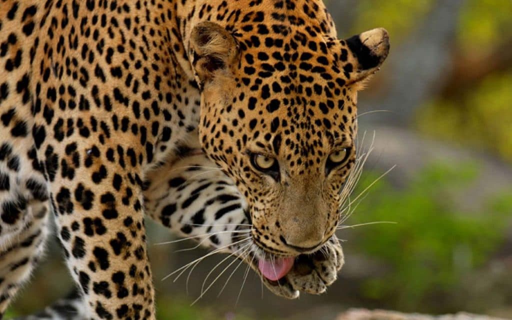 6-Day Wild Sri Lanka Safari & Hill Country Expedition
