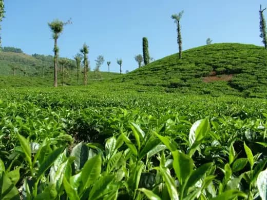 Ella Highland Nature Walks & Tea Estate Exploration