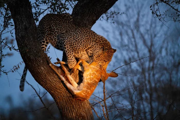 Wildlife Lodges